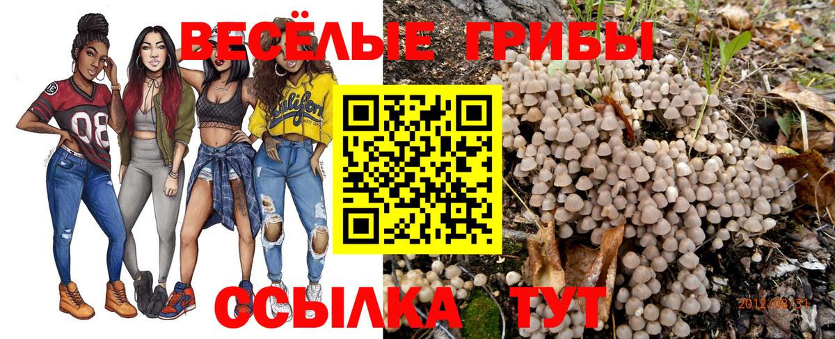 Галлюциногенные грибы Psilocybe Череповец